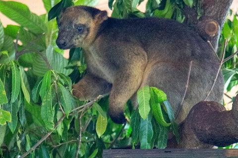 Virtual Interactive Australian Wildlife Tour With Private Guide-Wildlife Habitat - Nambucca Heads Accommodation 4