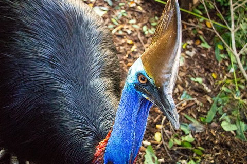 Virtual Interactive Australian Wildlife Tour With Private Guide-Wildlife Habitat - Nambucca Heads Accommodation 5