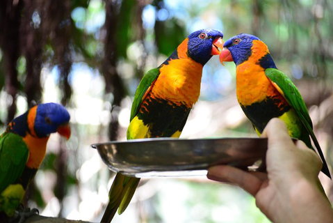 Wildlife Habitat Port Douglas - Nambucca Heads Accommodation 0