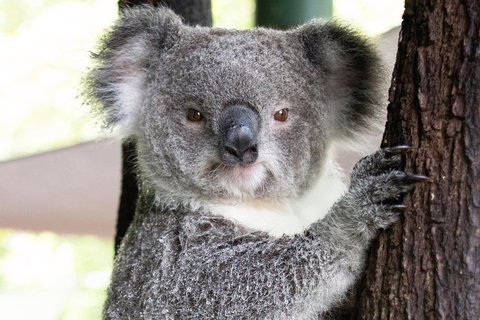 Wildlife Habitat Port Douglas - Nambucca Heads Accommodation 1
