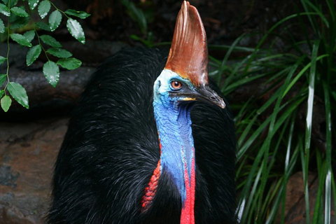 Wildlife Habitat Port Douglas - Nambucca Heads Accommodation 3