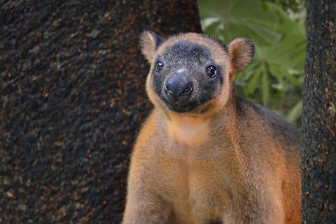 Wildlife Habitat Port Douglas - Nambucca Heads Accommodation 5
