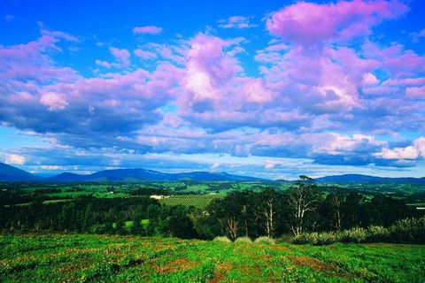 Yarra Valley Wine And Cider Tours By Classic Convertibles From Melbourne - Nambucca Heads Accommodation 3