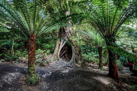 Adelaide To Melbourne 3-Day Trip Through Grampians And Great Ocean Road - Nambucca Heads Accommodation 0