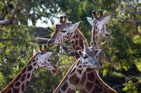 Werribee Open Range Zoo General Admission Ticket - Nambucca Heads Accommodation 0