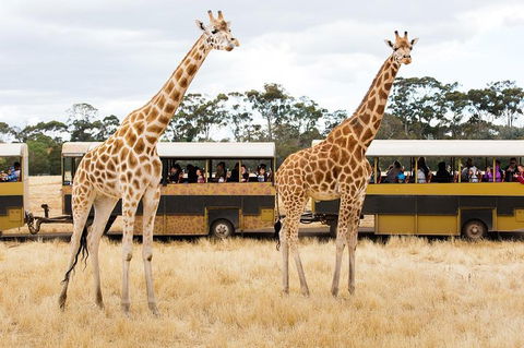 Werribee Open Range Zoo General Admission Ticket - Nambucca Heads Accommodation 2
