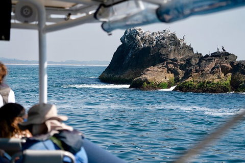 Julian Rocks Byron Bay Cruise - Nambucca Heads Accommodation 2