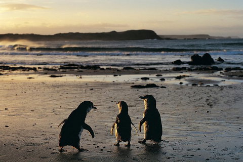 Small-Group Phillip Island Day Trip From Melbourne With Penguin Plus Viewing - Nambucca Heads Accommodation 2