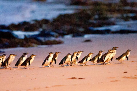 Small-Group Phillip Island Day Trip From Melbourne With Penguin Plus Viewing - Nambucca Heads Accommodation 4