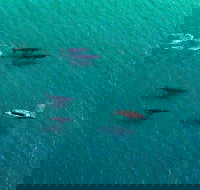 40-45 Minute Port Stephens and Stockton Beach Helicopter Flight - For 2 - Nambucca Heads Accommodation