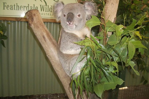 Blue Mountains Private Tour With Wildlife Park And River Cruise - Nambucca Heads Accommodation 5