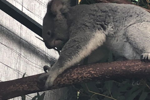 Perth Hills - Wildlife, Art & Gastronomy - Nambucca Heads Accommodation 3