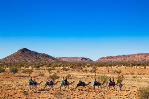 Alice Springs Camel Tour - Nambucca Heads Accommodation 0