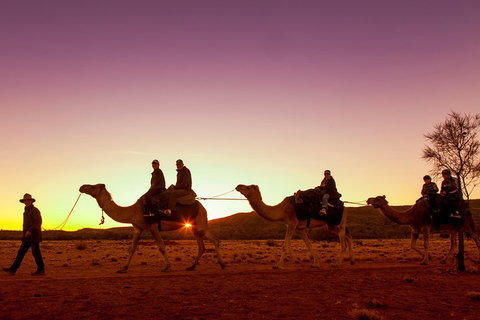 Alice Springs Camel Tour - Nambucca Heads Accommodation 4