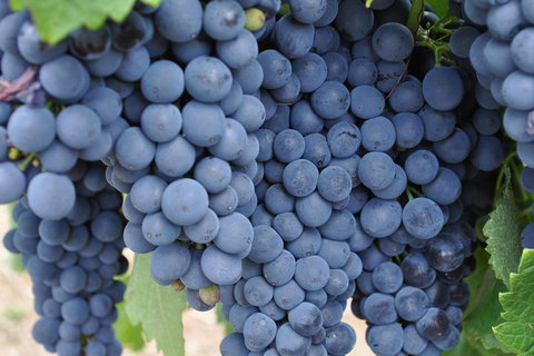 Adelaide Hills Day Tour. Winery Cellar Doors - Nambucca Heads Accommodation 3