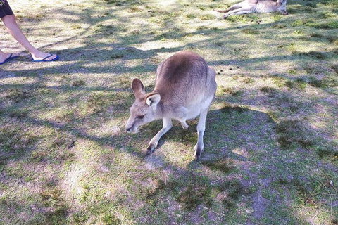 Private & Fully Guided 4-day Sydney Tour Package - Nambucca Heads Accommodation 5