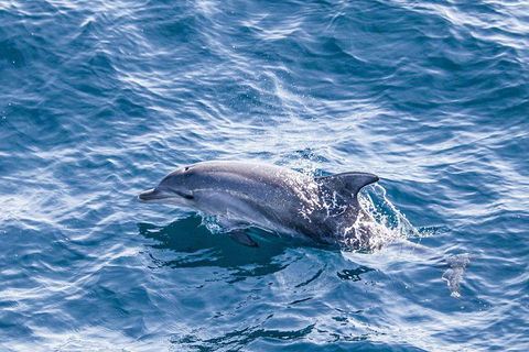 All Inclusive Dolphin And Tangalooma Wrecks Cruise - Nambucca Heads Accommodation 1
