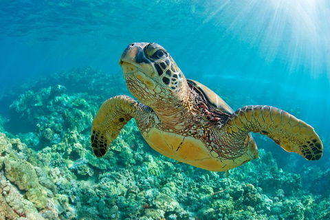 All Inclusive Dolphin And Tangalooma Wrecks Cruise - Nambucca Heads Accommodation 3
