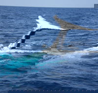 Whale Watching Jervis Bay - Nambucca Heads Accommodation