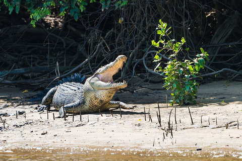 Full Day Cooktown Private Tour - Nambucca Heads Accommodation 4