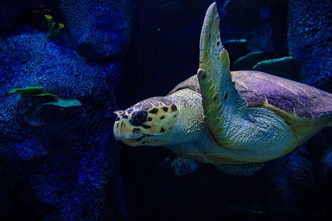 Sydney Attractions Pass: SEA LIFE Aquarium, Sydney Tower Eye, WILD LIFE Zoo And Madame Tussauds - Nambucca Heads Accommodation 1