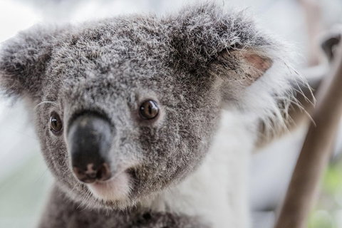 Ultimate Sydney Pass - Nambucca Heads Accommodation 2