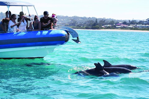 Southern Ocean Adventure From Victor Harbor - Nambucca Heads Accommodation 2