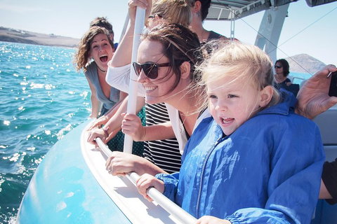 Southern Ocean Adventure From Victor Harbor - Nambucca Heads Accommodation 4