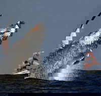 Sydney Harbour Tall Ship Whale  Sail - Whale Watching Cruise - Nambucca Heads Accommodation