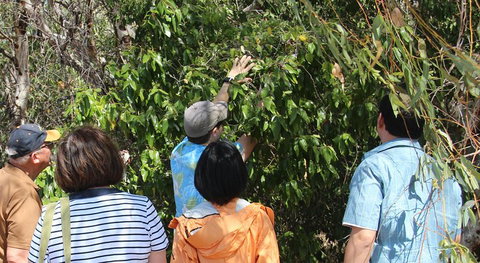 Magnetic Island Tour: Maggie Comprehensive - Nambucca Heads Accommodation 4
