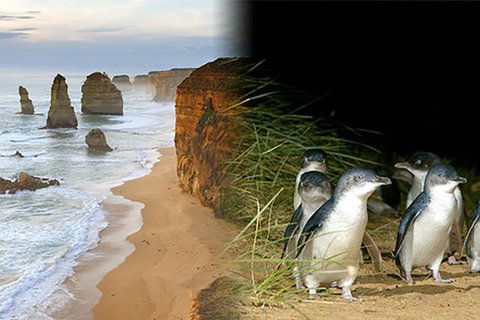 Melbourne Super Saver: Great Ocean Road + Phillip Island + Attraction Pass - Nambucca Heads Accommodation 0