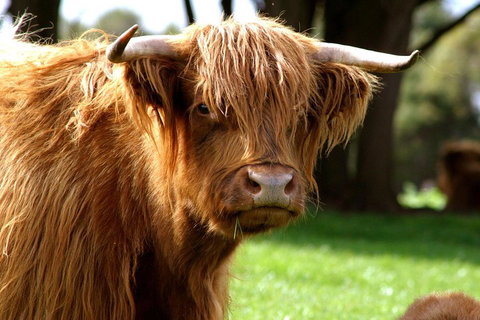 Melbourne Super Saver: Great Ocean Road + Phillip Island + Attraction Pass - Nambucca Heads Accommodation 1