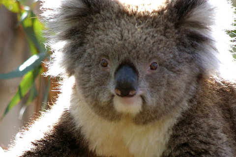 Melbourne Super Saver: Great Ocean Road + Phillip Island + Attraction Pass - Nambucca Heads Accommodation 3