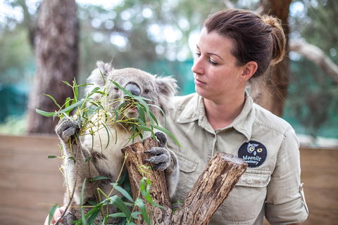 Melbourne Super Saver: Great Ocean Road + Phillip Island + Attraction Pass - Nambucca Heads Accommodation 4