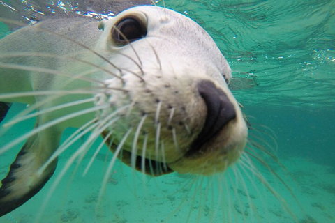 6-Day Eyre Peninsula & Flinders Ranges Adventure Tour - Nambucca Heads Accommodation 2