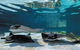 Lunch And General Admission Entry At AQWA - thumb 1