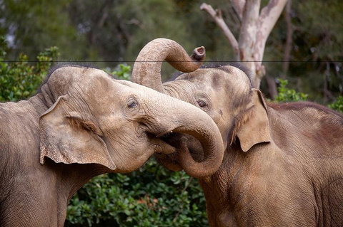 Melbourne Zoo General Entry Ticket - Nambucca Heads Accommodation 0