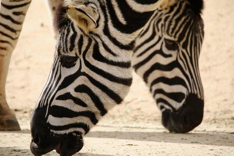 Melbourne Zoo General Entry Ticket - Nambucca Heads Accommodation 1