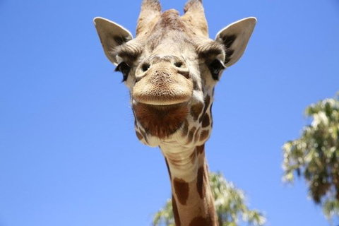 Melbourne Zoo General Entry Ticket - Nambucca Heads Accommodation 2