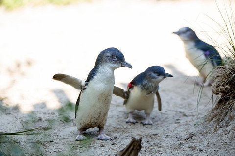 Melbourne Zoo General Entry Ticket - Nambucca Heads Accommodation 5