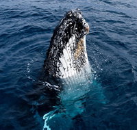 Phillip Island Whale Watching Tour - Nambucca Heads Accommodation