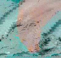 Wilsons Promontory Full Day Cruise - Nambucca Heads Accommodation