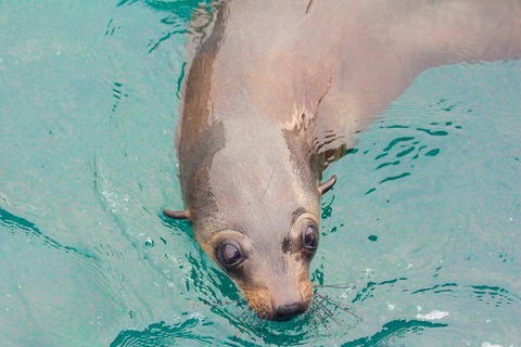 Wilsons Promontory Full Day Cruise - Nambucca Heads Accommodation 0