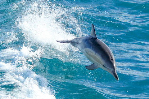 Wilsons Promontory Full Day Cruise - Nambucca Heads Accommodation 1