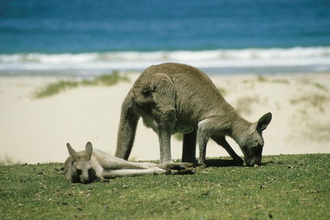 Great Ocean Road Highlights Tour - 2 Days, 1 Night - Nambucca Heads Accommodation 2