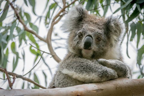 Great Ocean Road & Grampians National Park Tour - 3 Days, 2 Nights - Nambucca Heads Accommodation 2